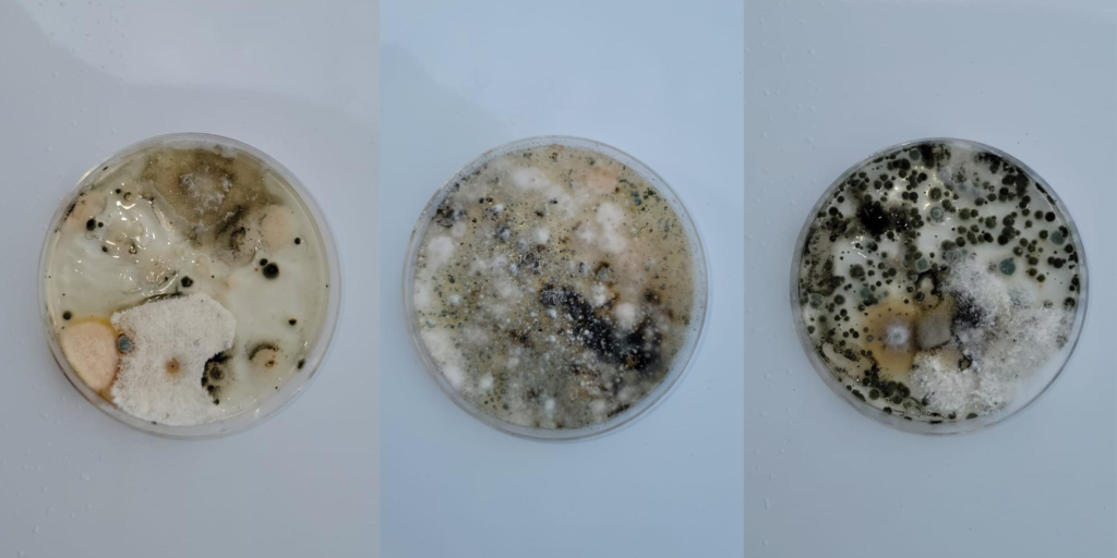 does-this-mold-live-in-your-hvac-system-how-to-get-rid-of-mold-spores